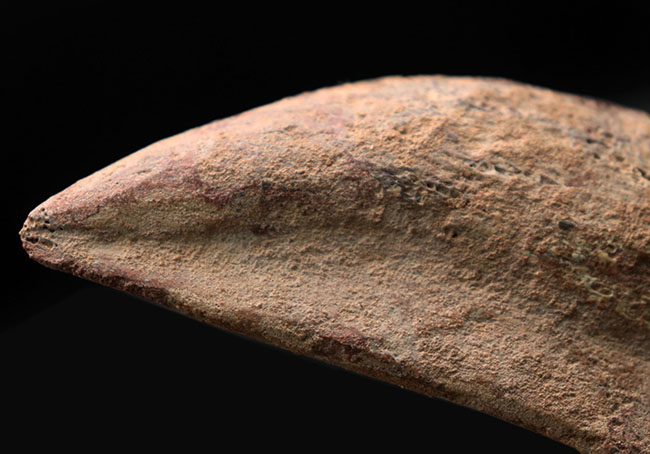 歴代標本最高のボリューム!極太のスピノサウルス(Spinosaurus)のフットクロウの化石(その9)