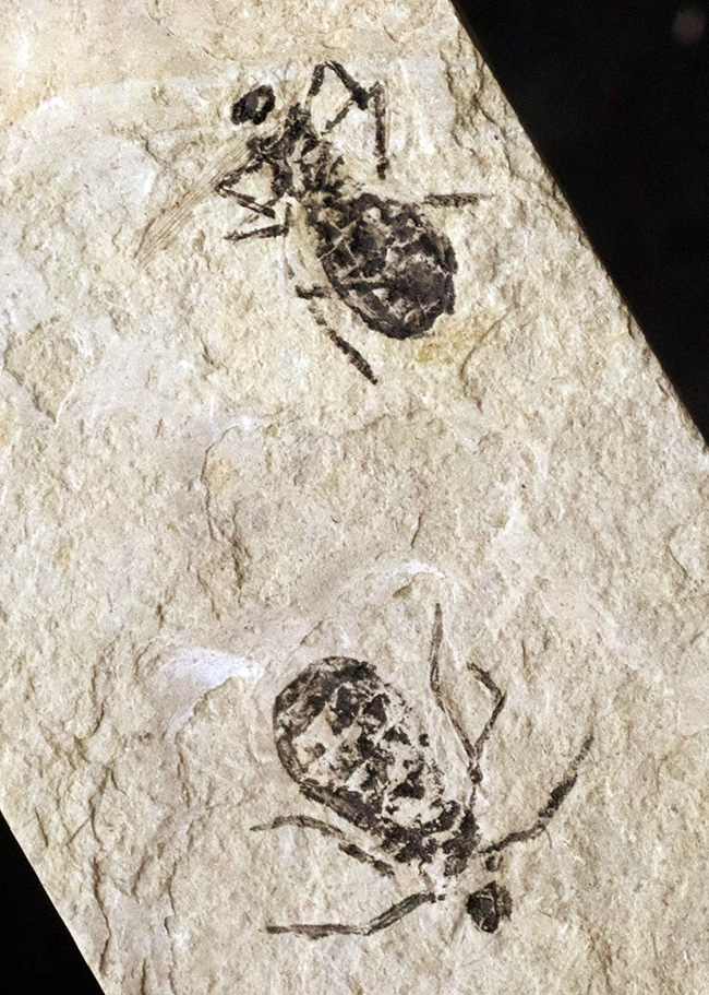 ２０１８年以来の登場！イタリア産絶滅ヤゴ、リベラ・ドリス（Libellula doris）のマルチプレート化石（その1）