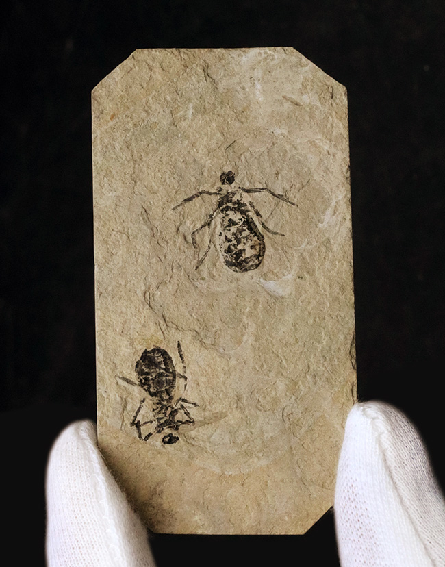 ２０１８年以来の登場！イタリア産絶滅ヤゴ、リベラ・ドリス（Libellula doris）のマルチプレート化石（その2）