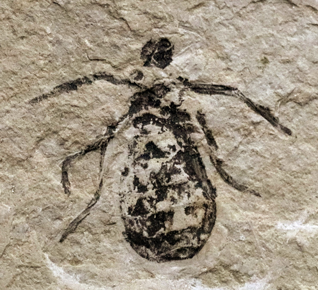 ２０１８年以来の登場！イタリア産絶滅ヤゴ、リベラ・ドリス（Libellula doris）のマルチプレート化石（その3）