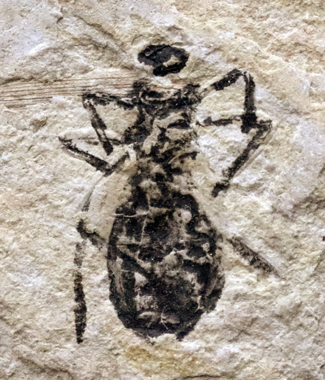 ２０１８年以来の登場！イタリア産絶滅ヤゴ、リベラ・ドリス（Libellula doris）のマルチプレート化石（その4）