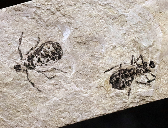 ２０１８年以来の登場！イタリア産絶滅ヤゴ、リベラ・ドリス（Libellula doris）のマルチプレート化石（その5）