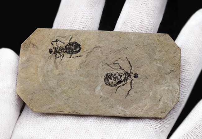 ２０１８年以来の登場！イタリア産絶滅ヤゴ、リベラ・ドリス（Libellula doris）のマルチプレート化石（その6）