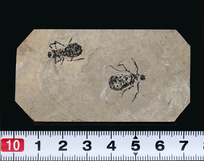 ２０１８年以来の登場！イタリア産絶滅ヤゴ、リベラ・ドリス（Libellula doris）のマルチプレート化石（その9）