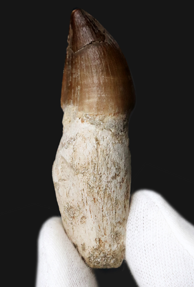 白亜紀後期の食物連鎖の頂点に君臨していた巨大な海生爬虫類、モササウルス(Mosasaurus)の「歯根付き」の歯化石(その1)