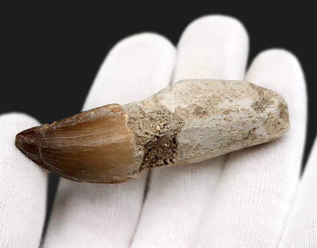 白亜紀後期の食物連鎖の頂点に君臨していた巨大な海生爬虫類、モササウルス(Mosasaurus)の「歯根付き」の歯化石(その3)