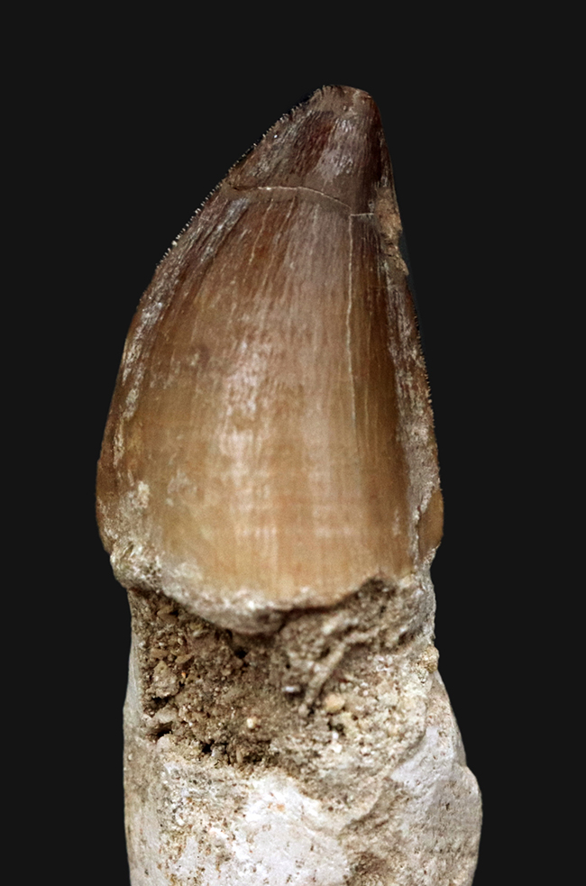 白亜紀後期の食物連鎖の頂点に君臨していた巨大な海生爬虫類、モササウルス(Mosasaurus)の「歯根付き」の歯化石(その4)