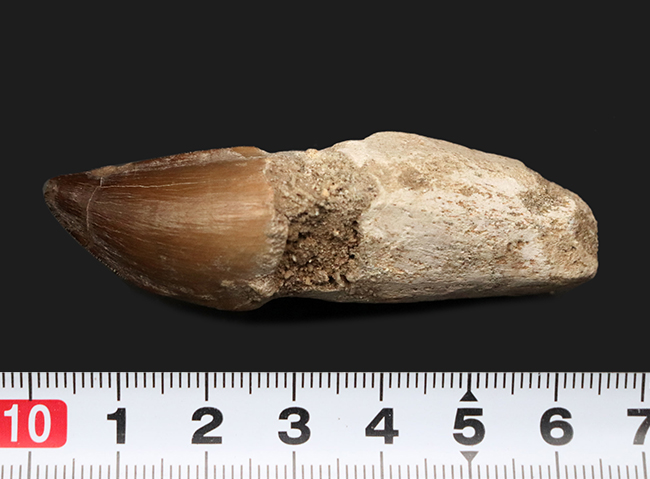 大型トカゲPalaeosaniwaの下顎　爬虫類　化石　白亜紀　アメリカ 大型トカゲPalaeosaniwaの下顎 爬虫類 化石 白亜紀 アメリカ