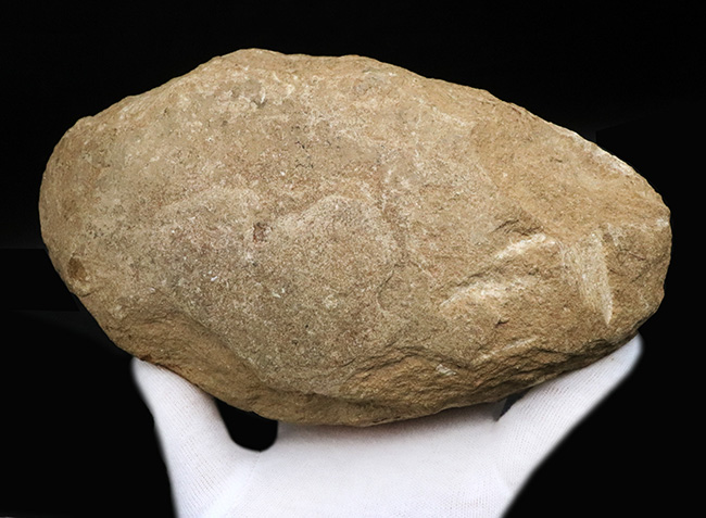 白亜紀前期 サンタナ層産 古代魚化石 クラドキクルス 古生物化石 標本 骨格 白亜紀前期 サンタナ層産 古代魚化石 クラドキクルス 古生物化石