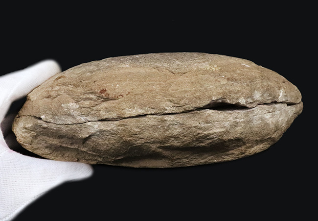 世界的化石産地、サンタナ累層で発見されたダイナミックなポーズが特徴の硬骨魚類のノジュール化石（その12）