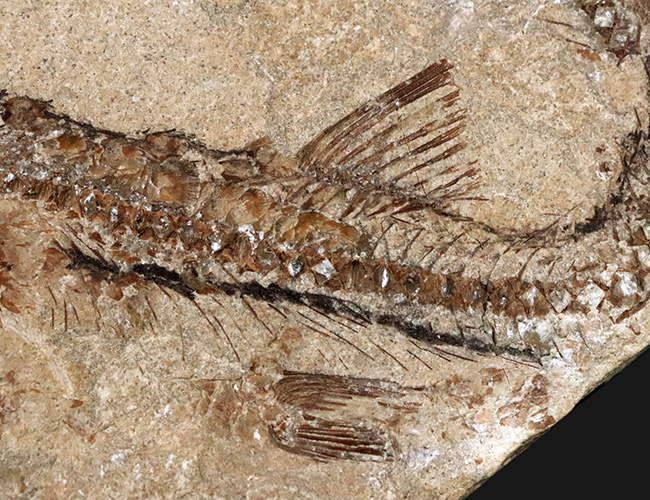 世界的化石産地、サンタナ累層で発見されたダイナミックなポーズが特徴の硬骨魚類のノジュール化石（その9）
