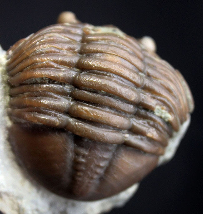 珍しいスウェーデン産、アサフス・エクスパンスス(Asaphus expansus)の化石。防御姿勢。(その1)