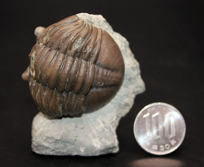 珍しいスウェーデン産、アサフス・エクスパンスス(Asaphus expansus)の化石。防御姿勢。(その10)