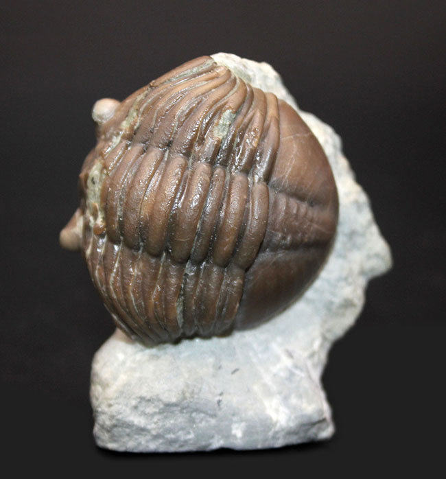 珍しいスウェーデン産、アサフス・エクスパンスス(Asaphus expansus)の化石。防御姿勢。(その2)