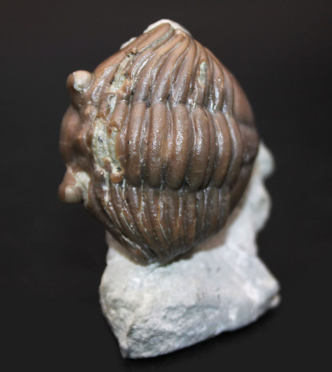 珍しいスウェーデン産、アサフス・エクスパンスス(Asaphus expansus)の化石。防御姿勢。(その3)