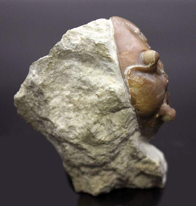 珍しいスウェーデン産、アサフス・エクスパンスス(Asaphus expansus)の化石。防御姿勢。(その4)