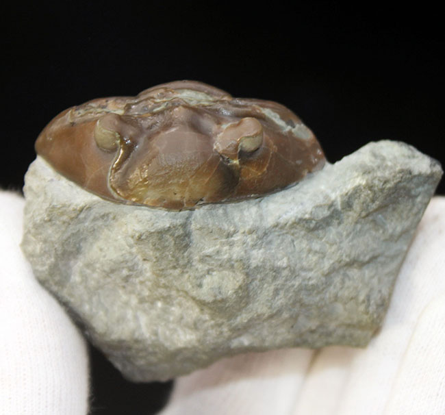 珍しいスウェーデン産、アサフス・エクスパンスス(Asaphus expansus)の化石。防御姿勢。(その5)