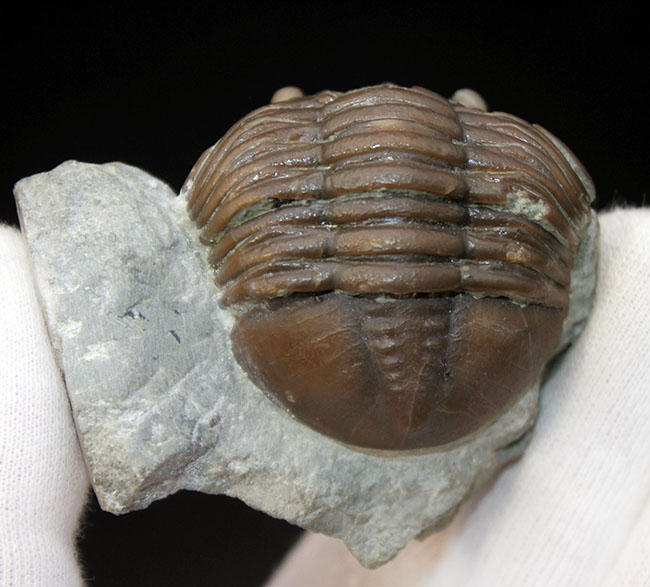 珍しいスウェーデン産、アサフス・エクスパンスス(Asaphus expansus)の化石。防御姿勢。(その6)