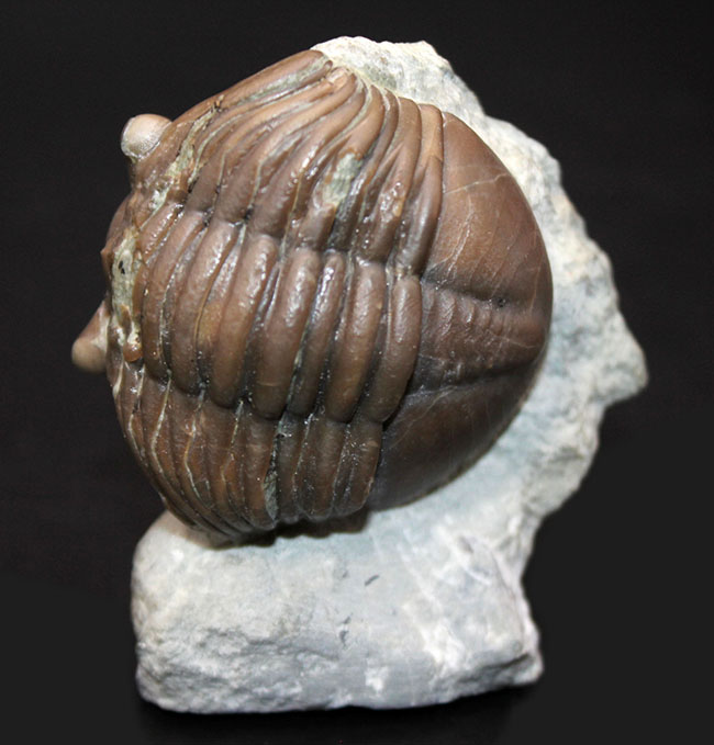 珍しいスウェーデン産、アサフス・エクスパンスス(Asaphus expansus)の化石。防御姿勢。(その7)