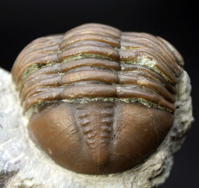 珍しいスウェーデン産、アサフス・エクスパンスス（Asaphus expansus）の化石。防御姿勢。（その8）