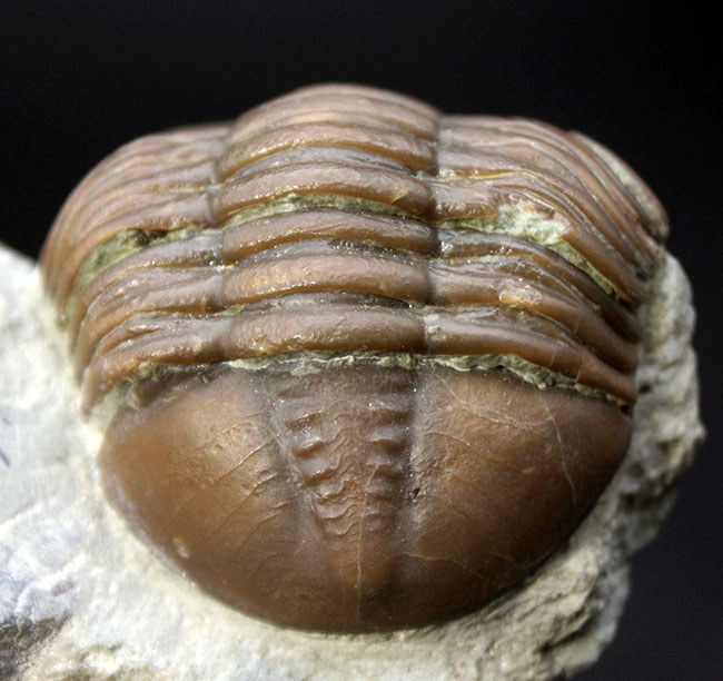 珍しいスウェーデン産、アサフス・エクスパンスス(Asaphus expansus)の化石。防御姿勢。(その8)