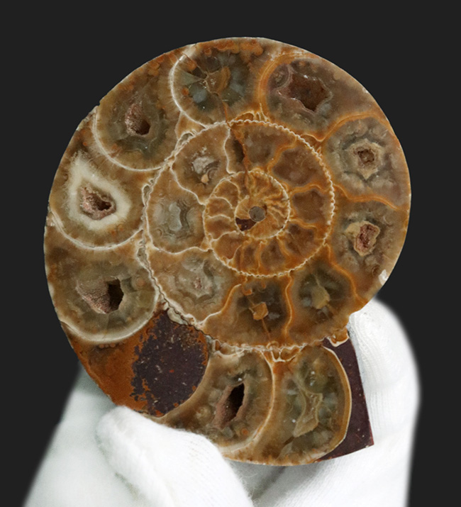 美品！珍しいジュラ紀のアンモナイト（Ammonite）のハーフカット＆ポリッシュ標本（その1）
