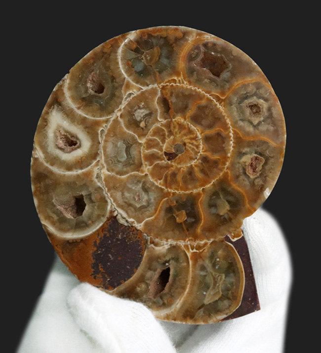 美品!珍しいジュラ紀のアンモナイト(Ammonite)のハーフカット&ポリッシュ標本(その1)