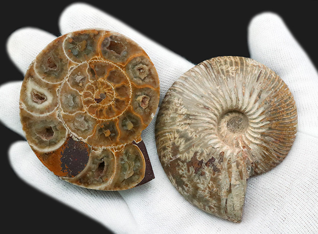 美品!珍しいジュラ紀のアンモナイト(Ammonite)のハーフカット&ポリッシュ標本(その2)