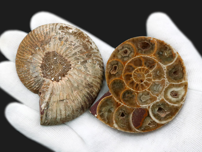 美品！珍しいジュラ紀のアンモナイト（Ammonite）のハーフカット＆ポリッシュ標本（その3）