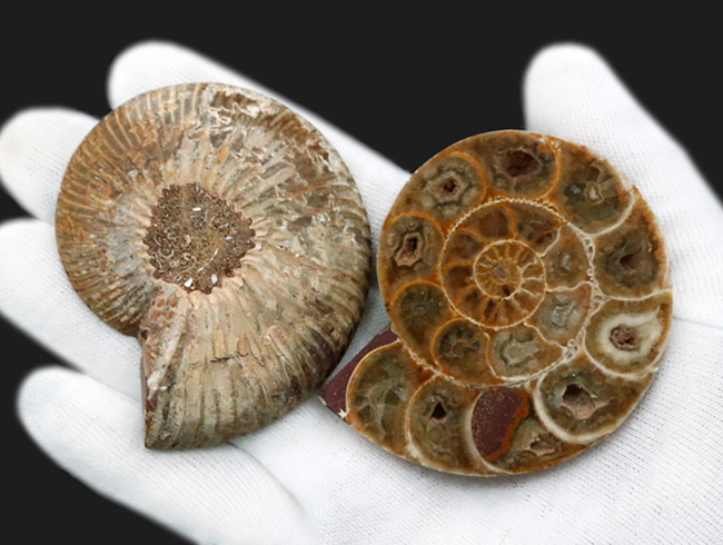 美品!珍しいジュラ紀のアンモナイト(Ammonite)のハーフカット&ポリッシュ標本(その3)