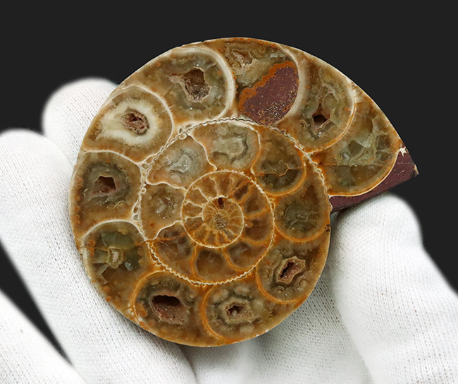 美品！珍しいジュラ紀のアンモナイト（Ammonite）のハーフカット＆ポリッシュ標本（その4）