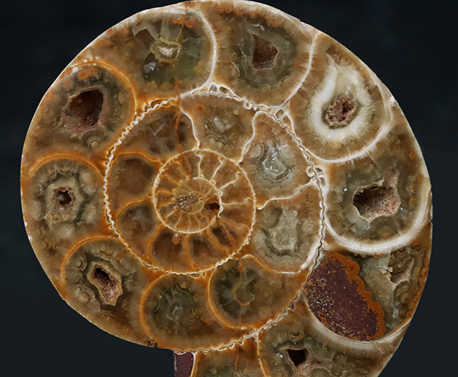 美品!珍しいジュラ紀のアンモナイト(Ammonite)のハーフカット&ポリッシュ標本(その5)