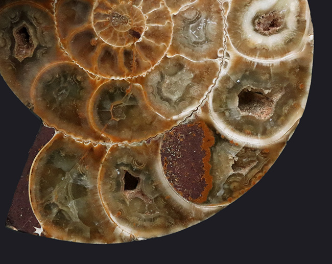 美品！珍しいジュラ紀のアンモナイト（Ammonite）のハーフカット＆ポリッシュ標本（その6）