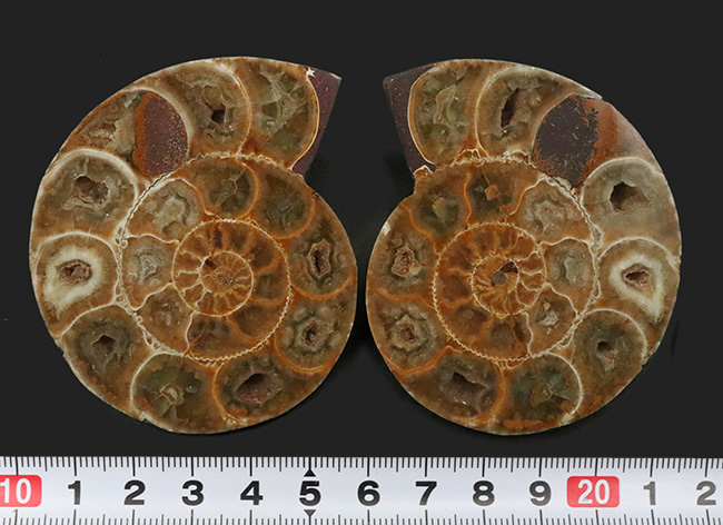 美品！珍しいジュラ紀のアンモナイト（Ammonite）のハーフカット＆ポリッシュ標本（その8）