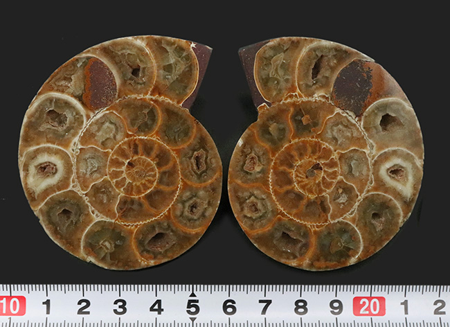 美品!珍しいジュラ紀のアンモナイト(Ammonite)のハーフカット&ポリッシュ標本(その8)