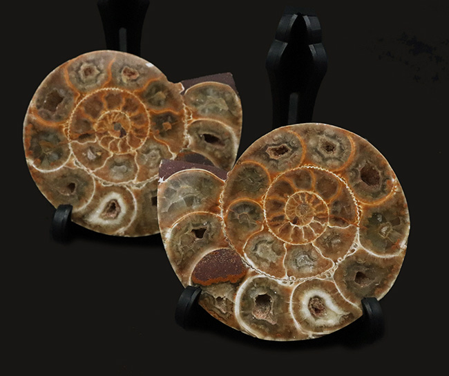 美品！珍しいジュラ紀のアンモナイト（Ammonite）のハーフカット＆ポリッシュ標本（その9）