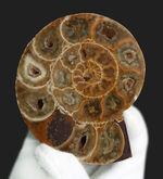 美品！珍しいジュラ紀のアンモナイト（Ammonite）のハーフカット＆ポリッシュ標本