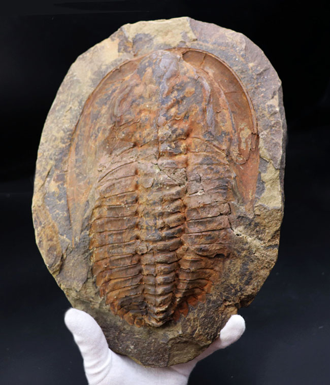 最初期の三葉虫の一つ、極めて大型！古生代カンブリア紀の三葉虫、アンダルシアナ（Andalsiana）（その1）