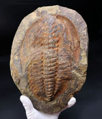 最初期の三葉虫の一つ、極めて大型！古生代カンブリア紀の三葉虫、アンダルシアナ（Andalsiana）