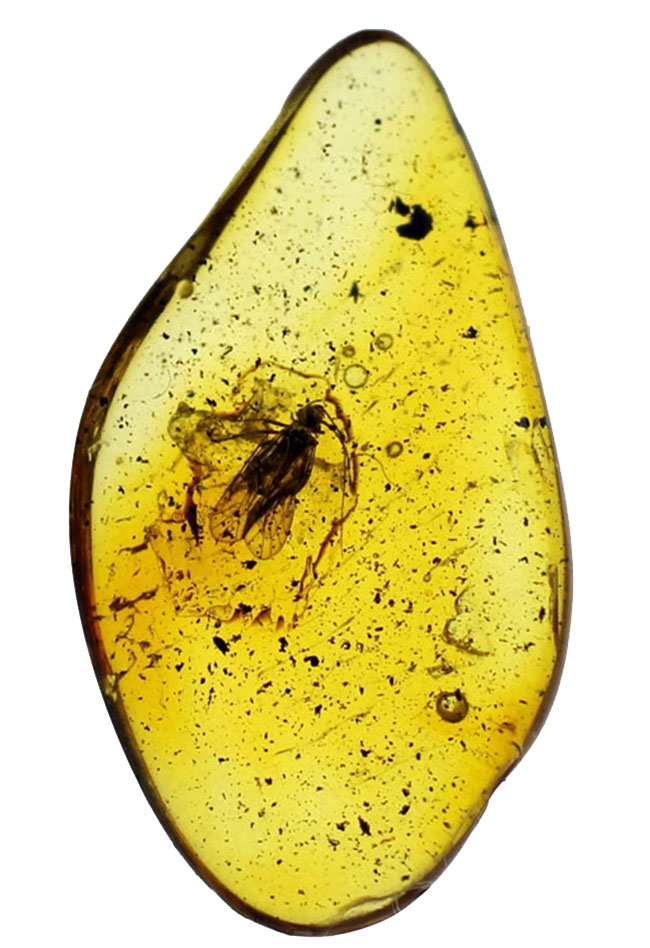 バルト海産琥珀のなかでも希少なチャタテムシが内包された虫入り琥珀（Amber）（その2）