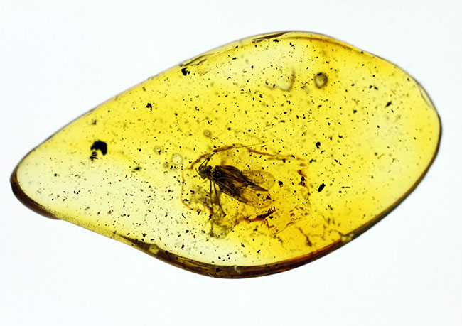 バルト海産琥珀のなかでも希少なチャタテムシが内包された虫入り琥珀（Amber）（その3）