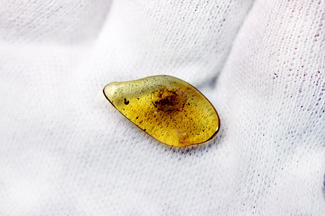 バルト海産琥珀のなかでも希少なチャタテムシが内包された虫入り琥珀（Amber）（その5）