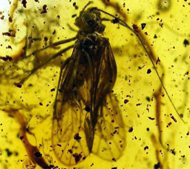 バルト海産琥珀のなかでも希少なチャタテムシが内包された虫入り