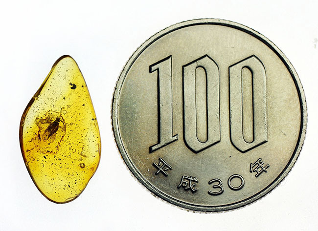 バルト海産琥珀のなかでも希少なチャタテムシが内包された虫入り琥珀