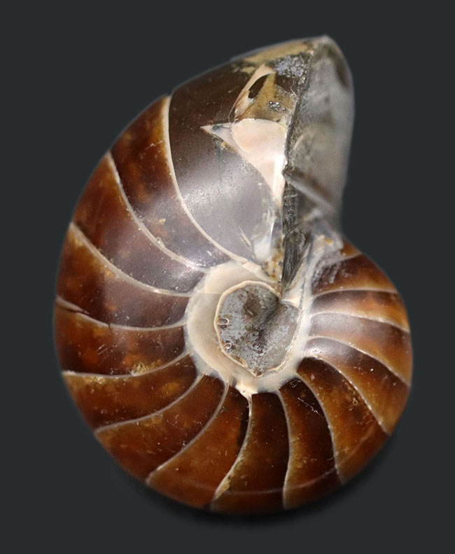 濃い飴色が美しい、古生代から現世まで続いてきた「生きた化石」オウムガイ(Nautilus)の化石(その1)