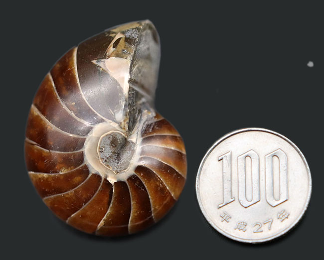 濃い飴色が美しい、古生代から現世まで続いてきた「生きた化石」オウムガイ(Nautilus)の化石(その10)