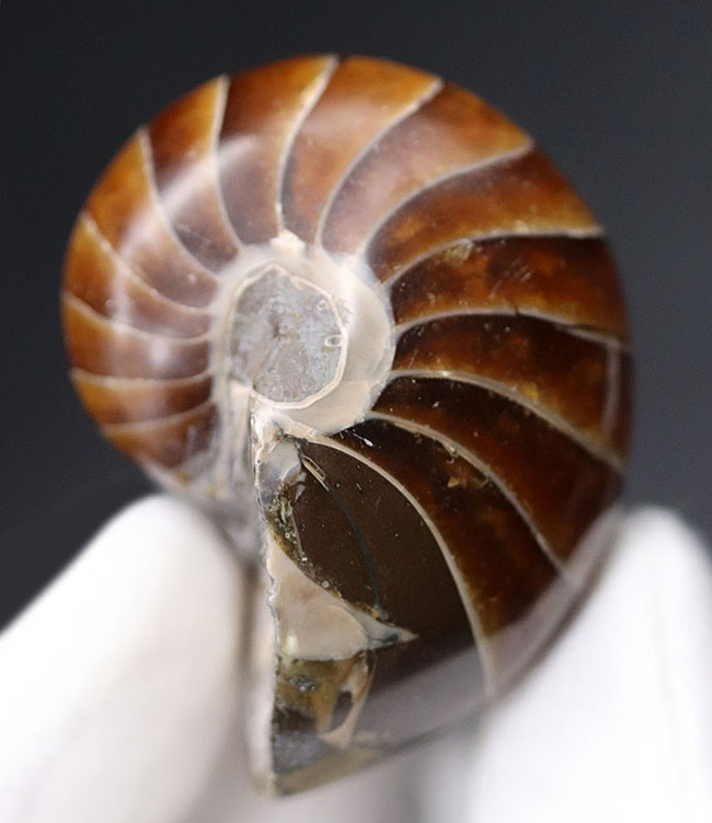 濃い飴色が美しい、古生代から現世まで続いてきた「生きた化石」オウムガイ（Nautilus）の化石（その2）