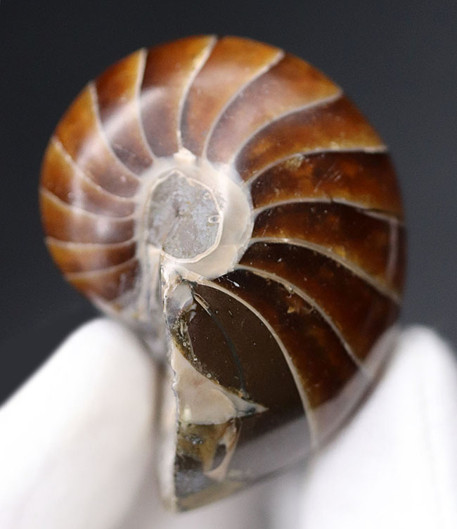 濃い飴色が美しい、古生代から現世まで続いてきた「生きた化石」オウムガイ(Nautilus)の化石(その2)