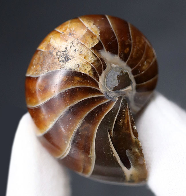 濃い飴色が美しい、古生代から現世まで続いてきた「生きた化石」オウムガイ(Nautilus)の化石(その3)