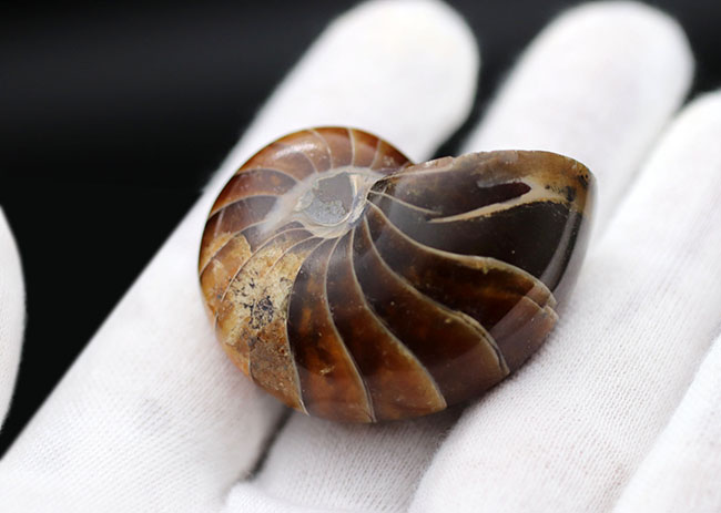 濃い飴色が美しい、古生代から現世まで続いてきた「生きた化石」オウムガイ(Nautilus)の化石(その4)